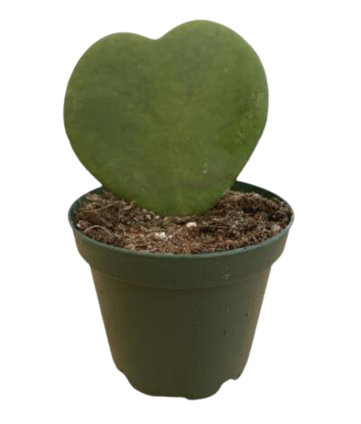 Kerri Hearts Green
